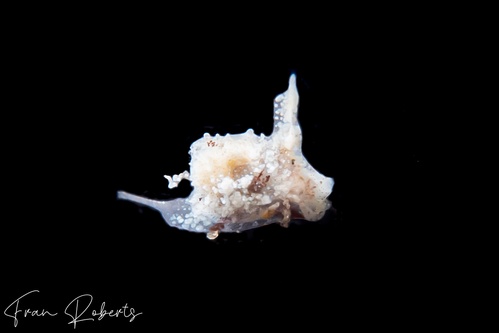 Image of Gastropteron minutum