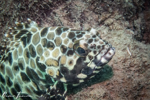 Image of Epinephelus bilobatus