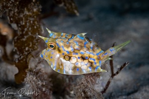 Image of Lactoria fornasini