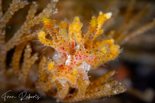 Image of Kaloplocamus maru