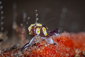Image of Colpodaspis thompsoni