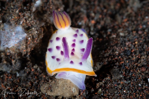 Image of Mexichromis mariei