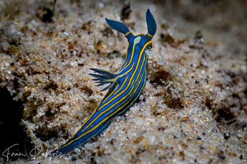 Image of Tambja victoriae