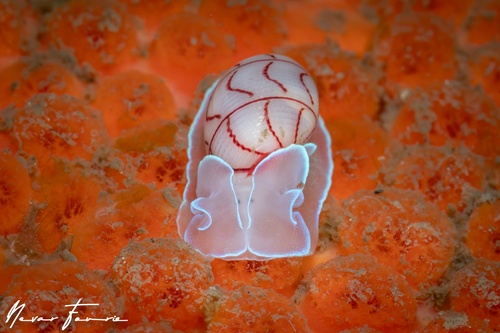 Image of Bullina lineata