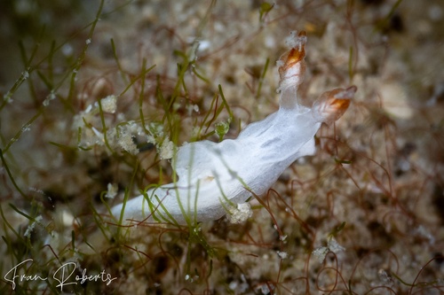 Image of Goniodoris sp. 1