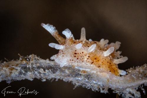 Image of Okenia mija