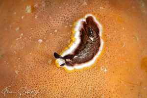 Image of Pseudoceros sp. 6