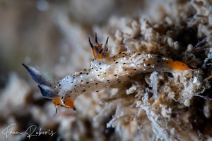 Image of Polycera melanosticta