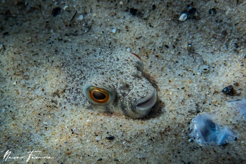 Image of Tetractenos glaber