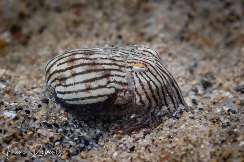 Image of Sepioloidea lineolata