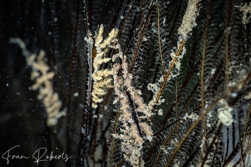 Image of Eubranchus sp. 2