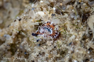 Image of Pseudoceros sp. 03