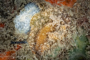 Image of Thordisa sp. 2