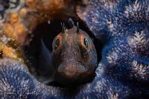 Image of Parablennius intermedius