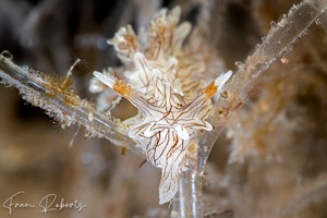 Image of Bermudella pellucida