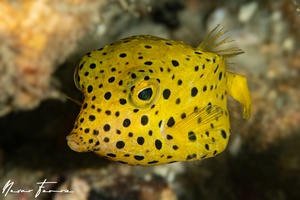 Image of Ostracion cubicus