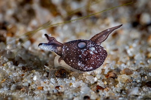 Image of Colpodaspis sp. 1
