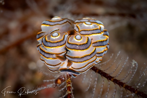 Image of Doto greenamyeri