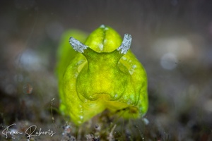 Image of Elysia pusilla