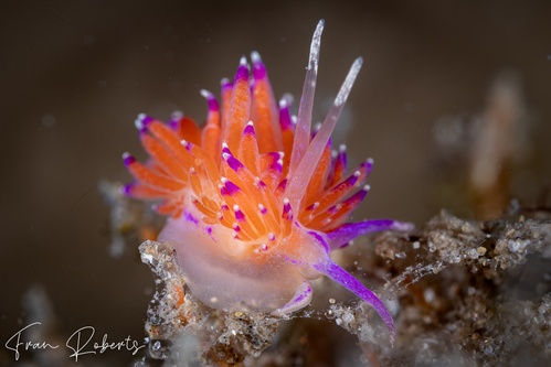 Image of Unidentia aliciae