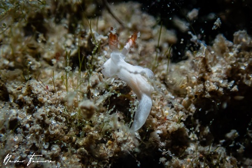 Image of Goniodoris sp. 1
