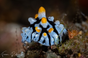Image of Phyllidia varicosa