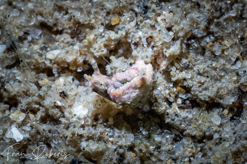 Image of Elysia sp. 19