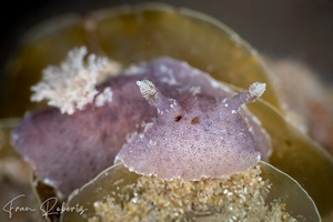 Image of Thordisa sp. 1