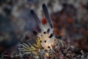 Image of Thecacera sp. 1