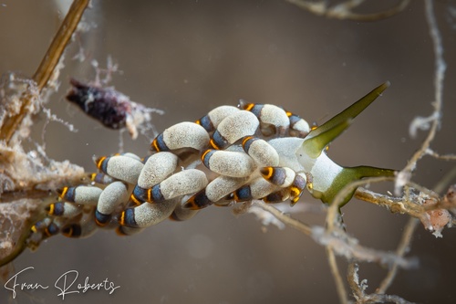 Image of Tenellia puti