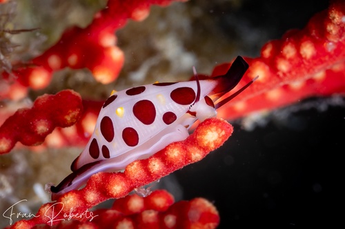 Image of Primovula rosewateri