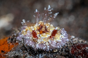 Image of Carminodoris estrelyado