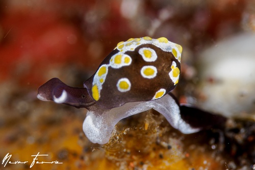 Image of Colpodaspis thompsoni