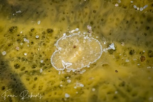 Image of Pheudocerotidae sp. 1