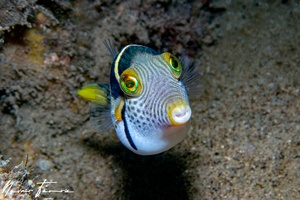 Image of Canthigaster valentini