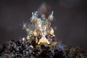 Image of Trapania palmula