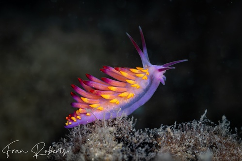 Image of Trinchesia sibogae var B