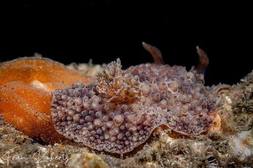 Image of Carminodoris nodulosa