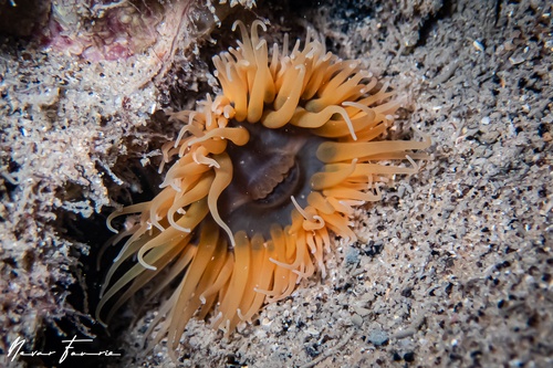 Image of Anemone Various