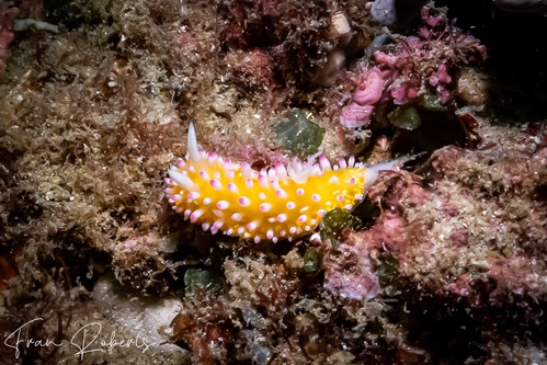 Image of Cadlinella ornatissima