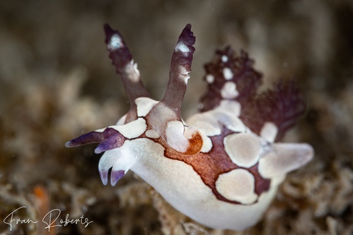 Image of Trapania scurra