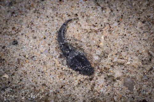 Image of Cymbacephalus nematophthalmus