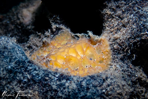 Image of Sclerodoris sp. 1
