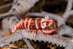 Image of Lipkemenes lanipes