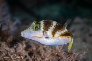 Image of Canthigaster Coronata