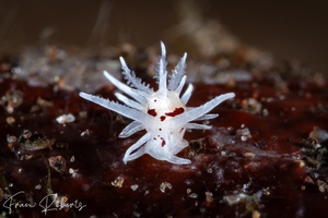 Image of Okenia brunneomaculata