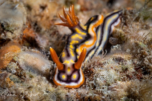 Image of Hypselodoris jacksoni