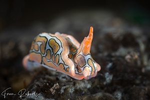Image of Sagaminopteron psychedelicum