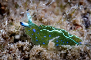 Image of Elysia sp. 1