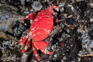 Image of Lophozozymus pictor